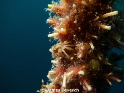 Crab "O" flage

Life growing on rope, this was one of m... by James Deverich 